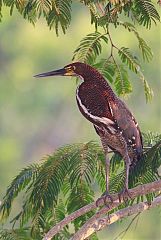 Rufescent Tiger-Heron